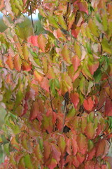 Interesting plants in the garden