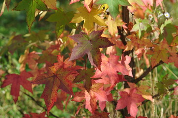 Interesting plants in the garden