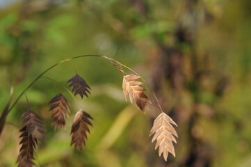 Interesting plants in the garden