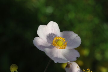 Interesting plants in the garden