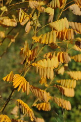 Interesting plants in the garden