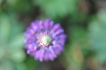Purple pink flowers and plants in the garden