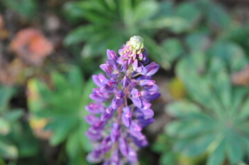 Purple pink flowers and plants in the garden