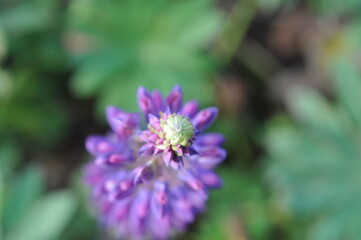 Purple pink flowers and plants in the garden
