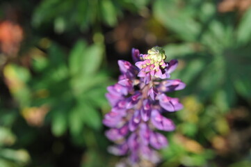 Purple pink flowers and plants in the garden