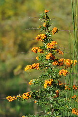 Interesting plants in the garden