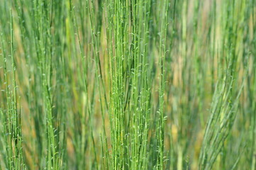 Interesting plants in the garden