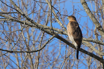 Red shouldered hawk perched on limb against blue sky. 