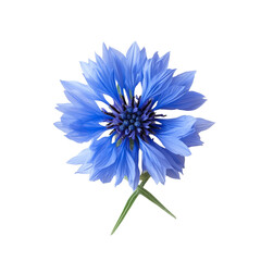 Vibrant blue cornflower blooms stand out beautifully against a crisp transparent background, Medicinal cornflower on a transparent background