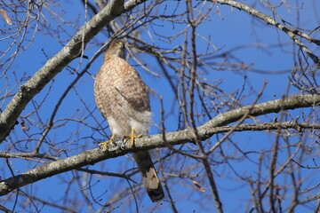 Red shouldered hawk perched on limb against blue sky. 