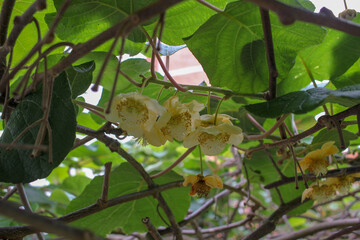 pure white kiwi flowers in my kiwi trees