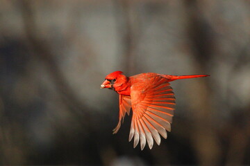 Male norther cardinal red bird inflight against blurry blue background. 