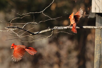 Two male northern cardinal red birds playing inflight against dark blurry background. 