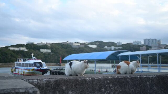 坂手島の猫 （三重県鳥羽市, 2024年11月）