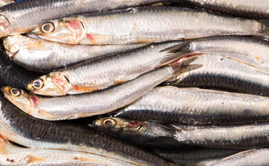Fototapeta premium Close up of fresh anchovies on wooden board