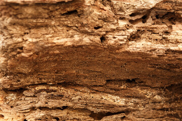 texture of old rotten wood close up background