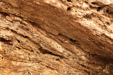 texture of old rotten wood close up background