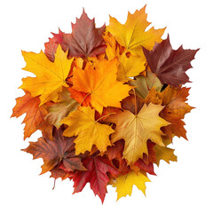 Fototapeta premium a vibrant collection of autumn leaves in various shades of yellow. orange. and red. arranged in a circular formation on a white background. showcasing the beauty of fall foliage the seasonal transitio