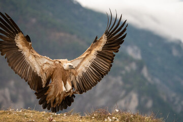 Griffon vulture (Gyps fulvus) photographed in Spain