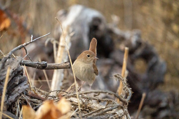 Common nightingale (Luscinia megarhynchos) photographed in Spain