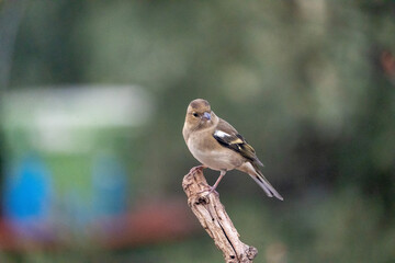 Chaffinch (Fringilla coelebs) photographed in Spain