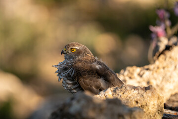 Common Sparrowhawk (Accipiter nisus) photographed in Spain