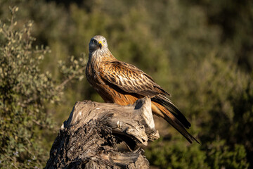 Red Kite (Milvus milvus) photographed in Spain