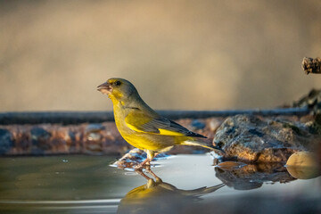 Common Greenfinch (Chloris chloris) photographed in Spain
