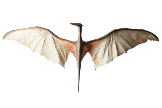 Pterosaur gliding through a prehistoric sky showcasing its massive wingspan isolated on transparent background