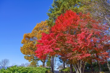 青空バックに見る真っ赤なモミジの紅葉と黄葉のコラボ情景