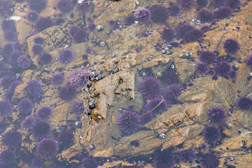 Shallow rocky tide pool filled with sea urchins and snails 