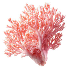 vibrant piece of coral. showcasing its intricate branching structure and delicate textures the coral appears in shades of pink and is displayed against a clean background. emphasizing its natural beau