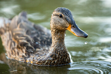 duck