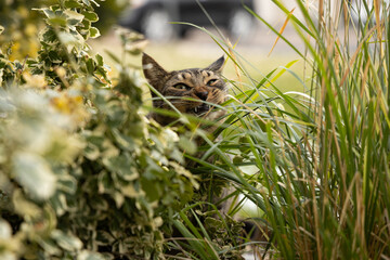 cat eating grass
