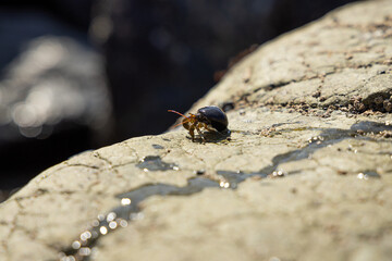 Hermit crab on a rock