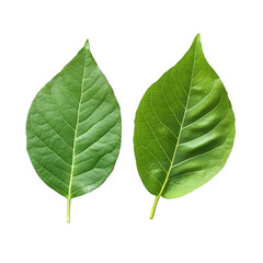 Obraz premium two vibrant green leaves displayed against a white background. showcasing their smooth. glossy surfaces and distinct vein patterns this visual emphasizes the beauty and diversity of plant life. ideal