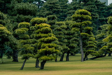 japanese garden with beautiful green trees, Pine bonsai at Tokyo, Japan.