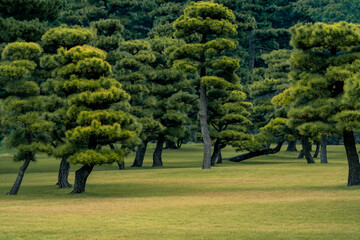 japanese garden with beautiful green trees, Pine bonsai at Tokyo, Japan.