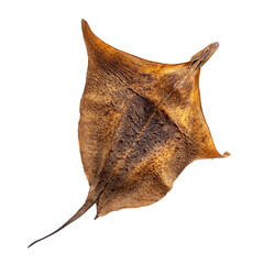 Fototapeta premium Dried stingray fish displayed against a clean transparent background for culinary and artistic purposes, Dried Stingray fish isolated on transparent background