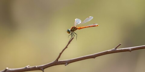 A dragonfly rests on a thin branch of a tree, its wings folded gently, branch, outdoors, insect relaxation