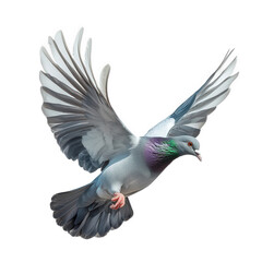 Naklejka premium a beautifully detailed of a pigeon in mid-flight. showcasing its vibrant plumage and graceful wings the bird's iridescent feathers shimmer in shades of green and purple. emphasizing its elegance and a