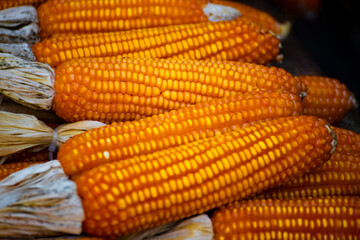 Fototapeta premium several ears of dried corn hanging against a light-colored background