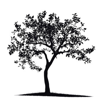 recommend clip art: plum tree silhouette on white background
