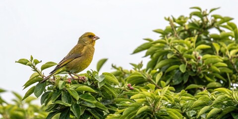Obraz premium *Greenfinch perched in dense branch foliage, greenfinch, bird perched