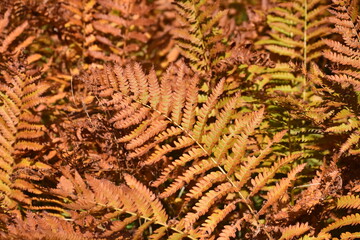 Fall Ferns