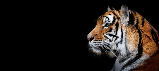 Fototapeta premium トラの横顔のポートレート。黒背景。（Tiger portrait with copy space on black background） 