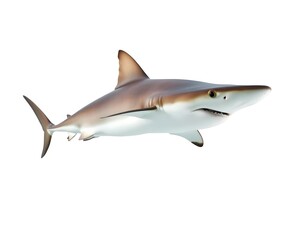 Obraz premium Detailed Portrait of a Hammerhead Shark Swimming Isolated on a White Background