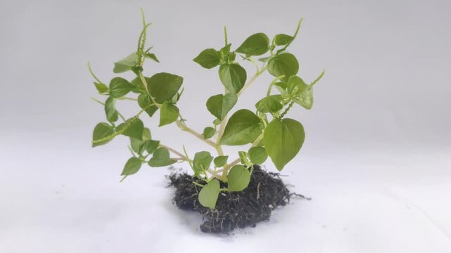Peperomia pellucida or pepper elder, or shining bush plant, or crab claw herb is a shallow-rooted annual herb, on the white background.