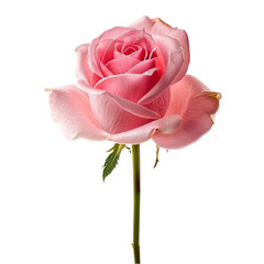 pink rose isolated png file