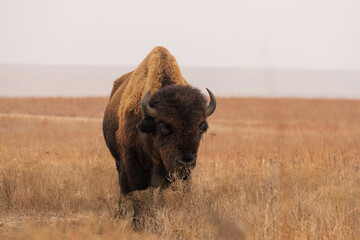 Bison in tallgrass prairie national preserve